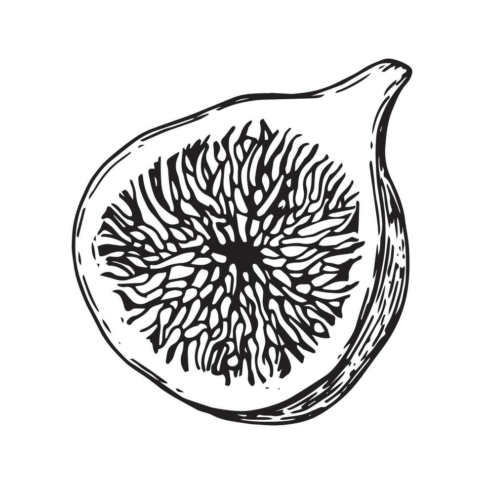 ripe fig fruit cut in half. line drawing in sketch style vector