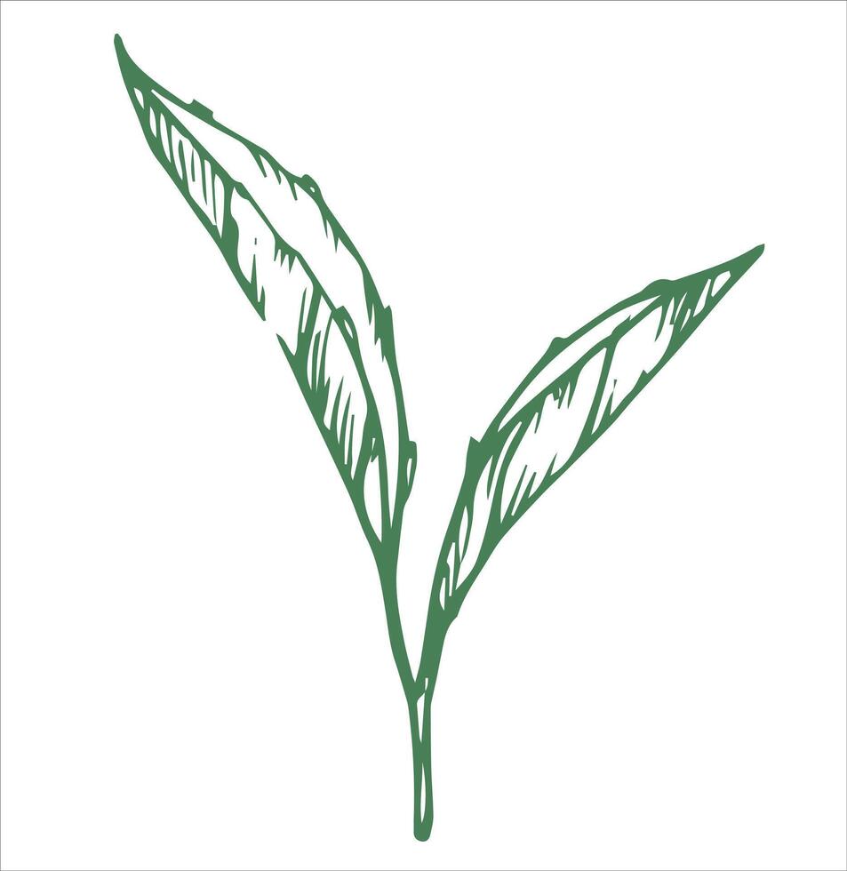 green tea leaves. sketch drawing vector