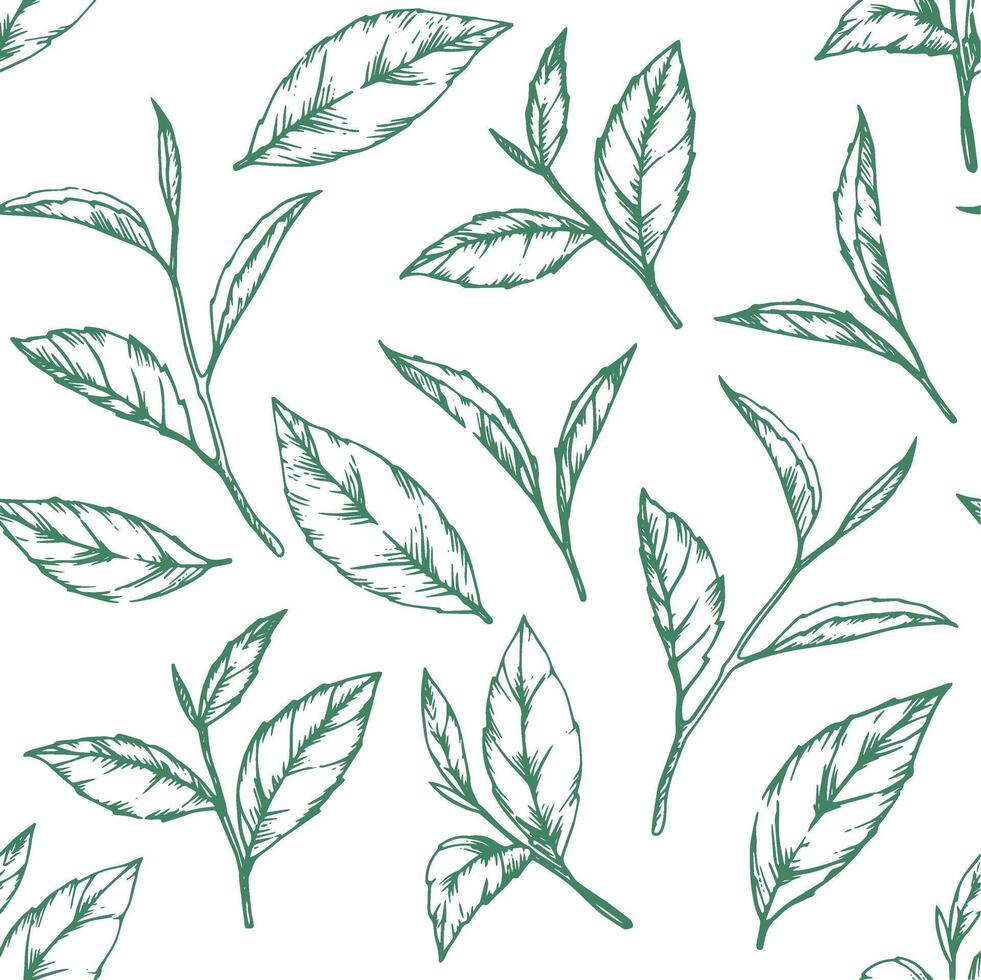 seamless pattern of green tea leaves. illustration in sketch style vector