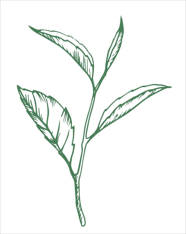 green tea leaves. linear illustration in sketch style vector