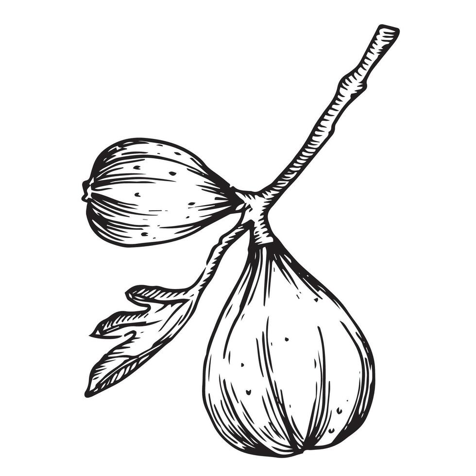 ripe fig fruit on a branch. line drawing in sketch style vector