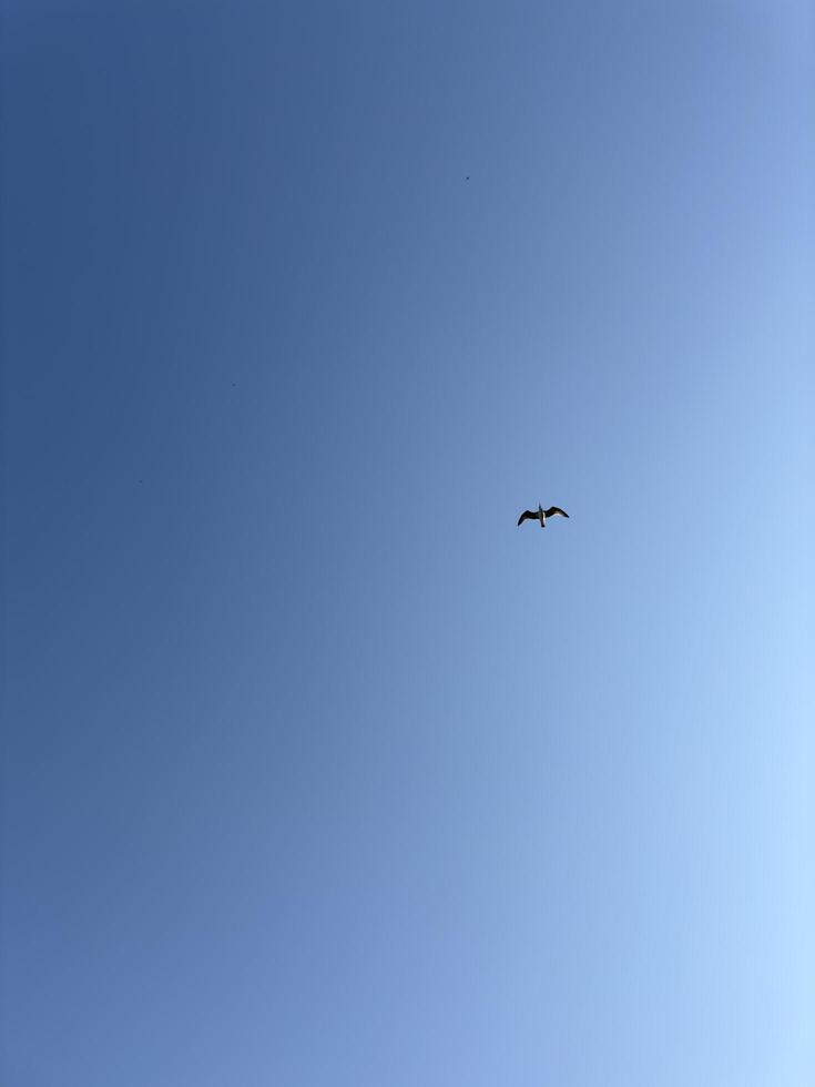 A view of the sky with a lone flying bird, captured gliding in the blue sky. A sense of peace and freedom in the air. photo