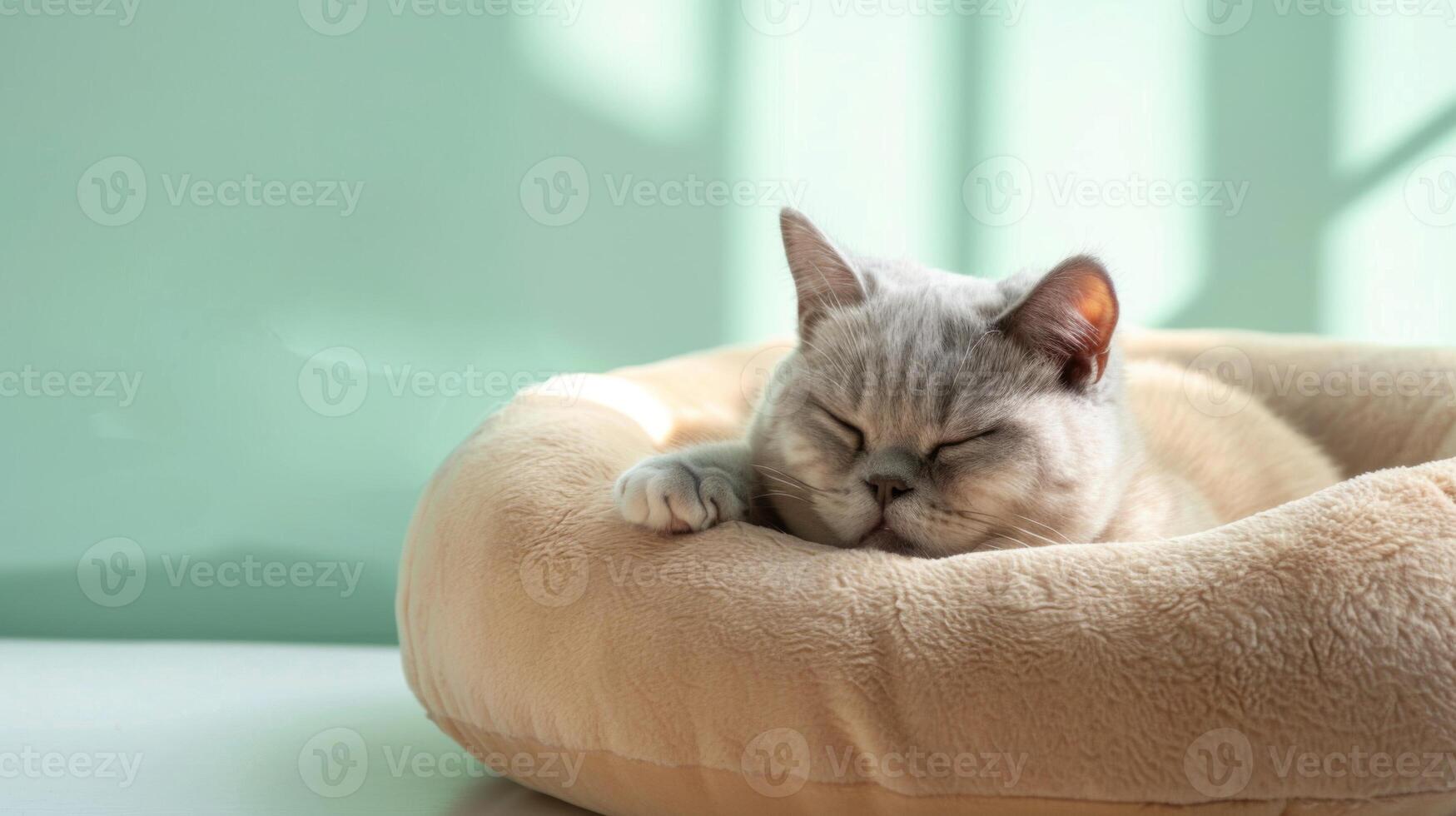 A cozy cat enjoys a peaceful nap in a plush bed, situated on a pristine white surface. Soft light creates a serene atmosphere, perfect for relaxation photo