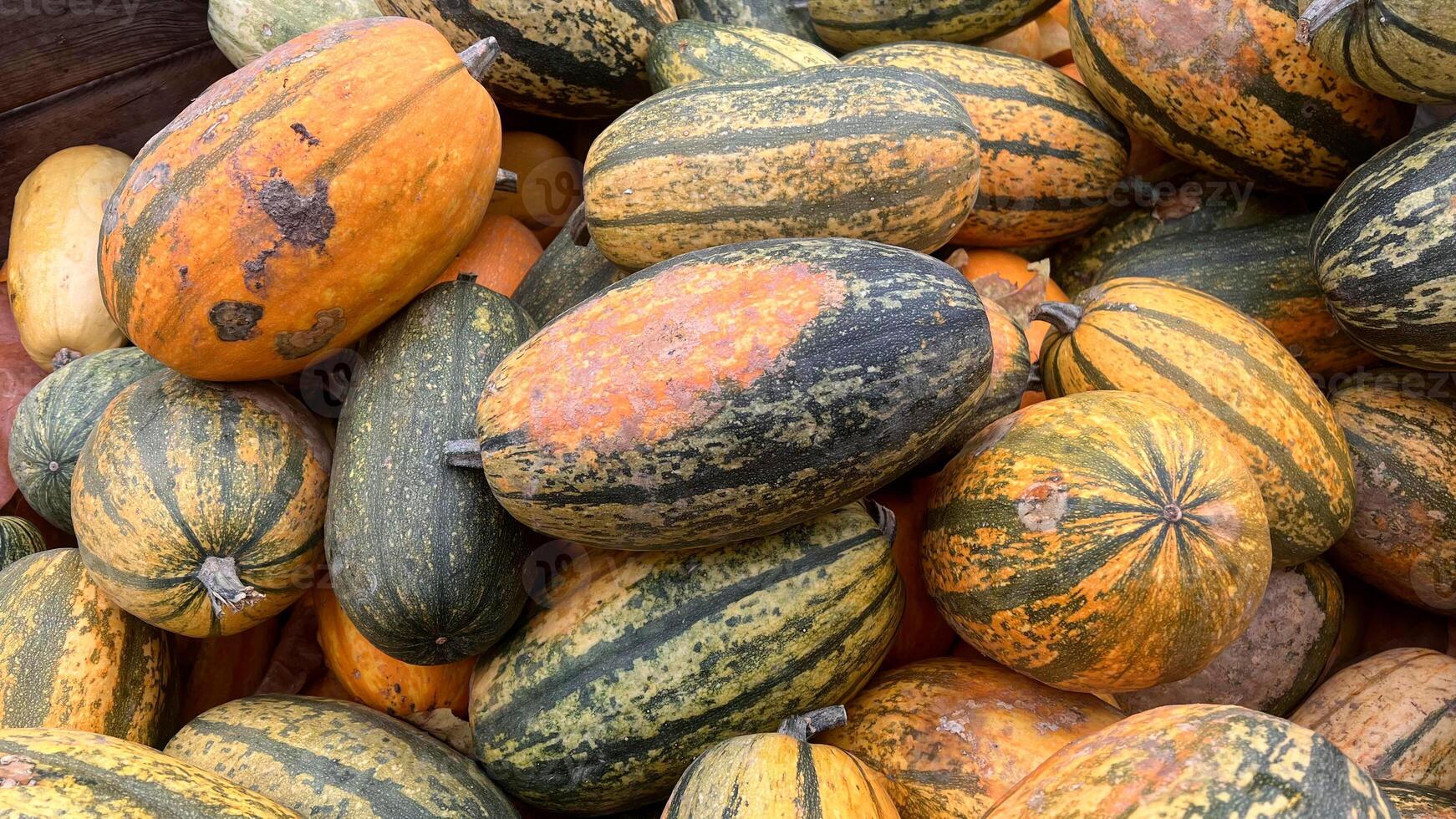 A close-up image of a pile of fresh, ripe spaghetti squashes at a farmers market photo