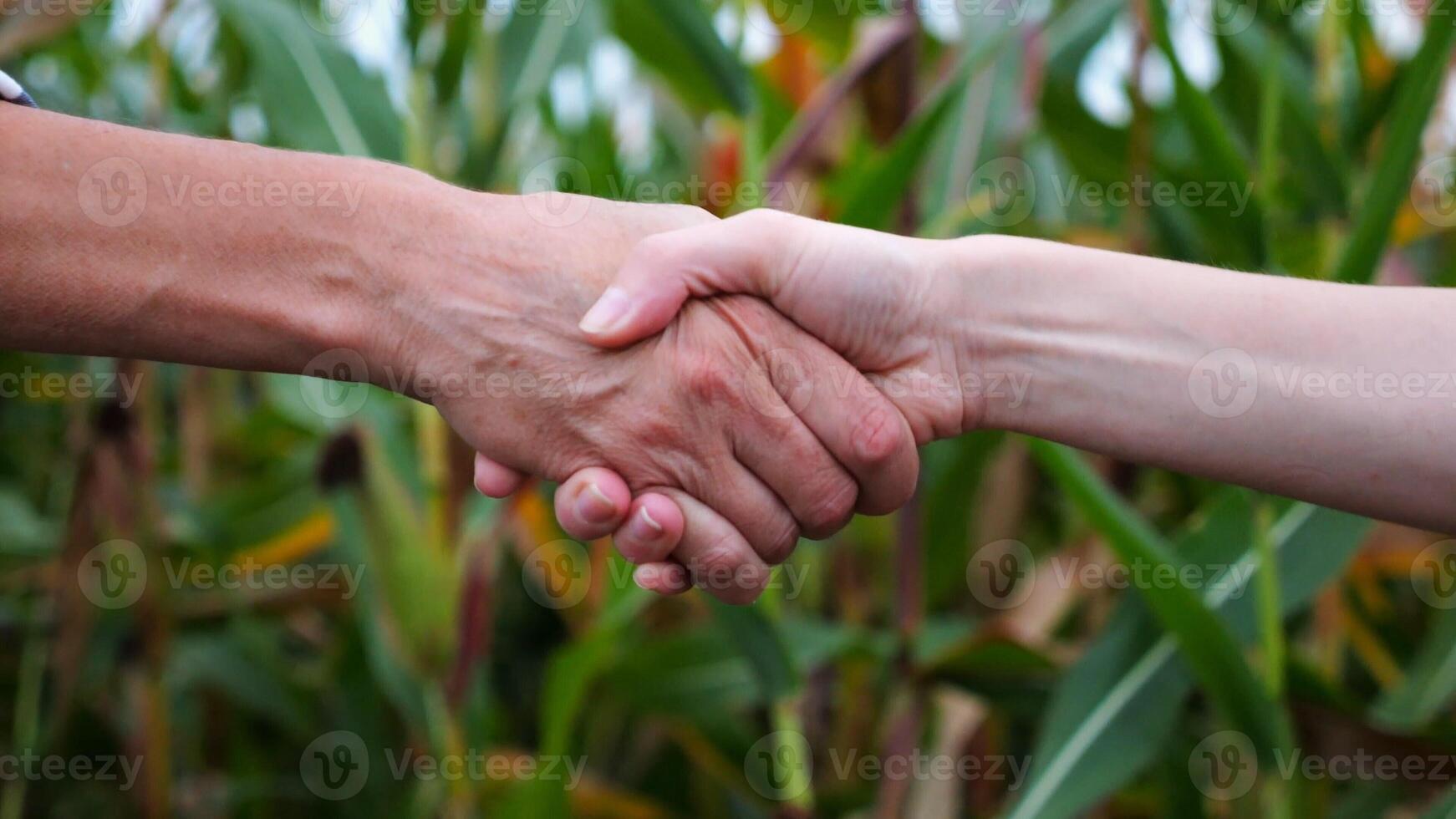 Two female farmers shaking hands with a green corn meadow at background. Business partners concluded a contract with handshake at maize field. Agricultural concept. Close up Slow motion photo