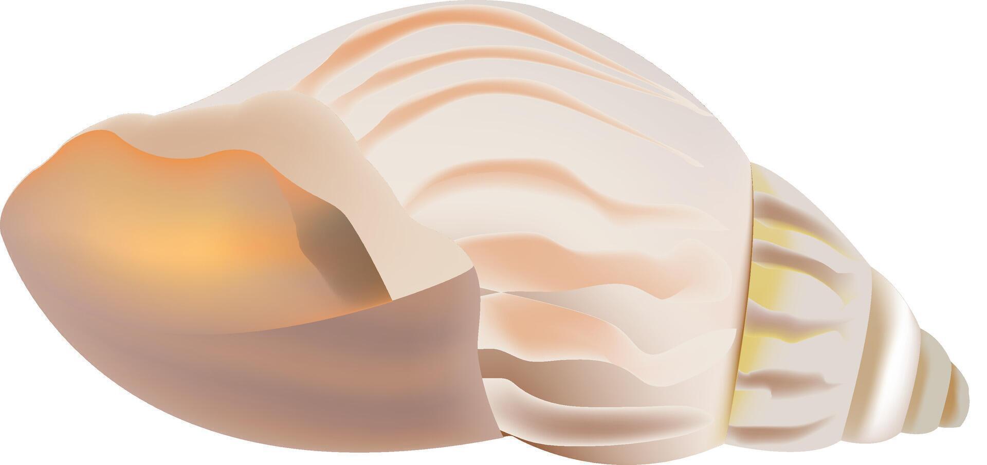 Empty seashell lying on white background illustration vector