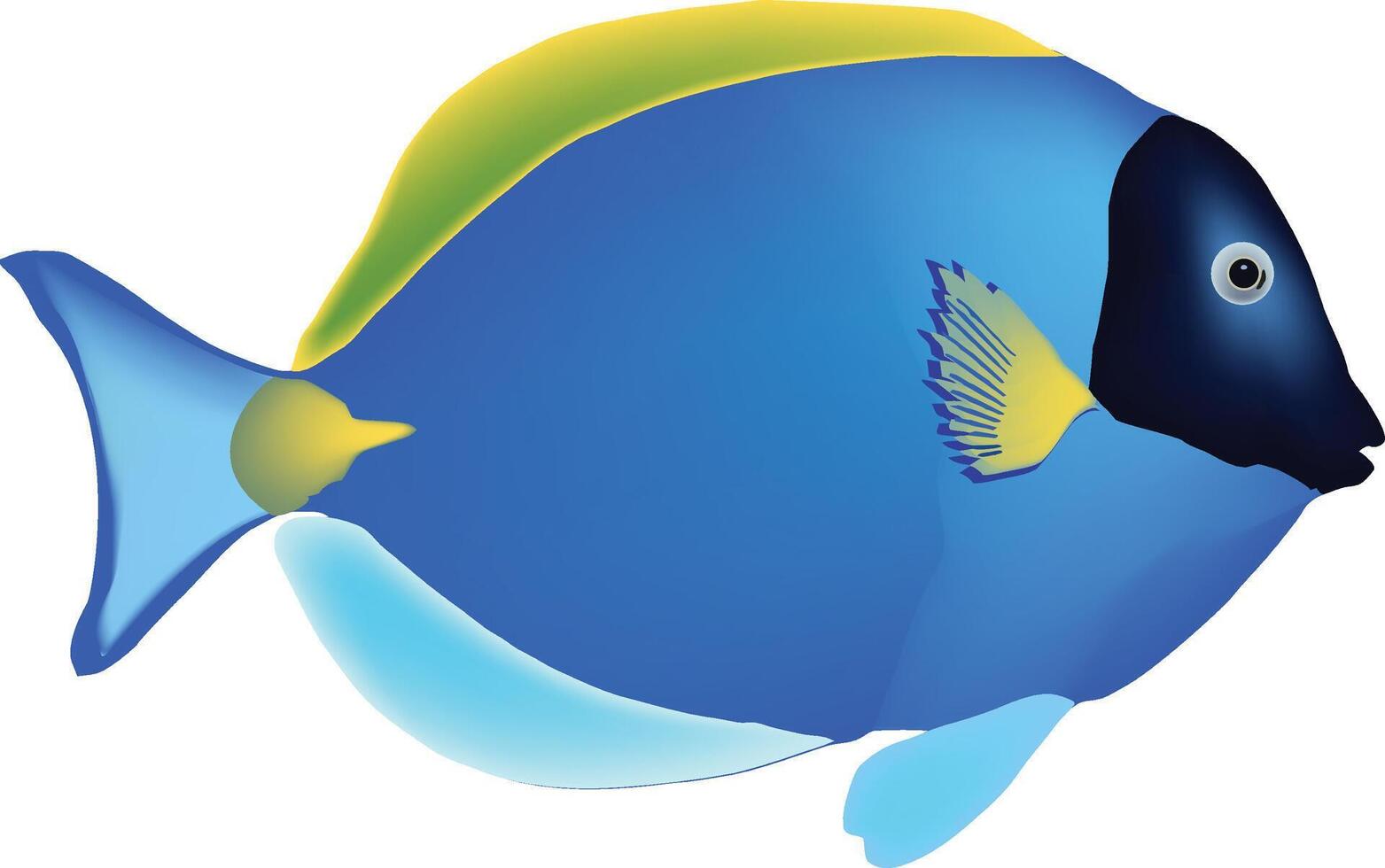 Powder blue tang swimming in crystal clear water vector