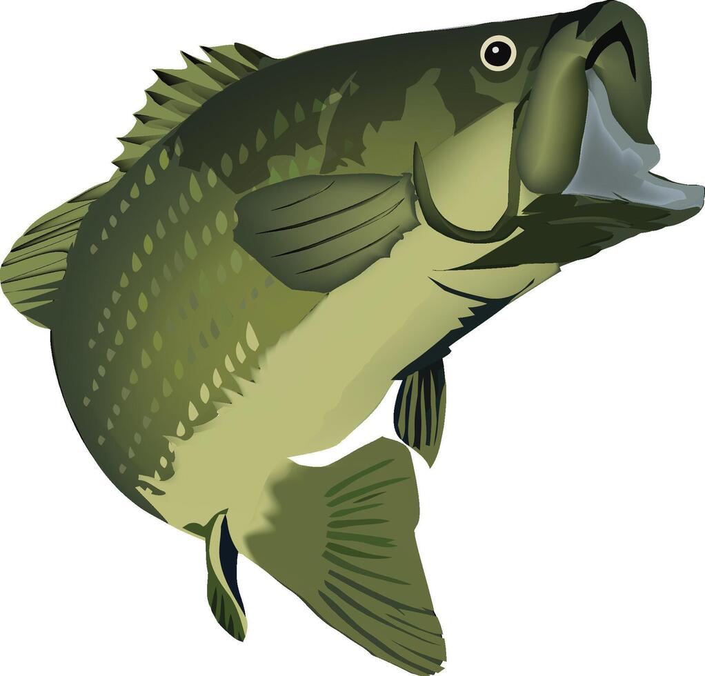Largemouth bass jumping with open mouth showing gills vector
