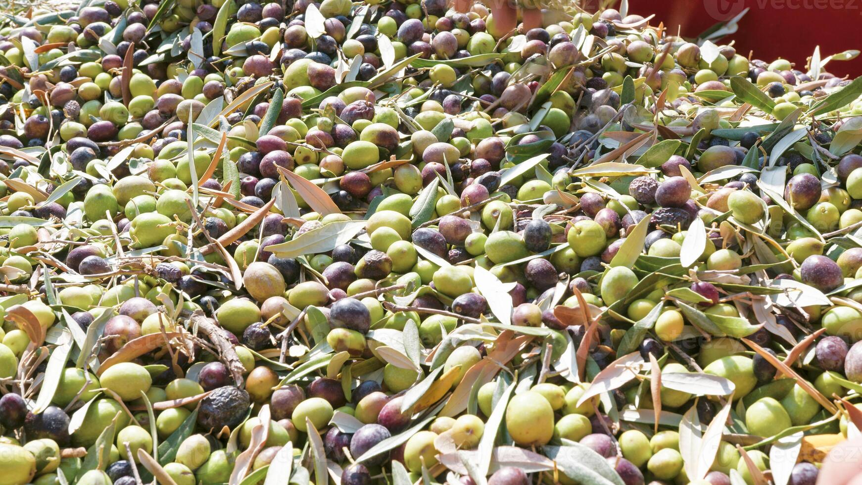 Hand touching olive for production of Extra virgin Oil photo