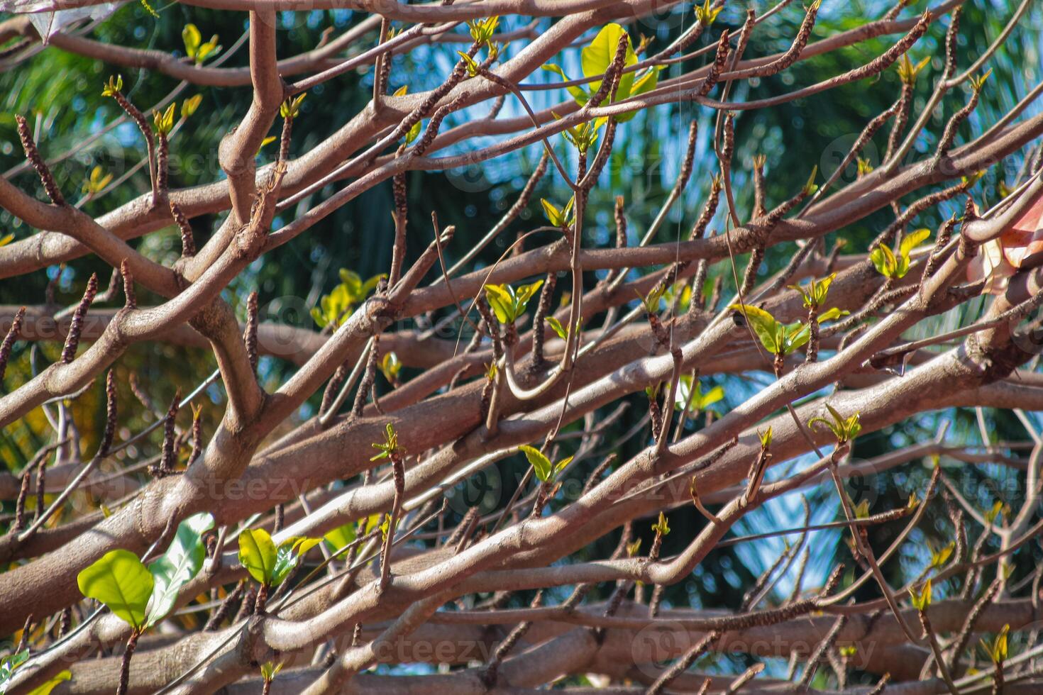 Branches with brown and orange leaves in fall photo