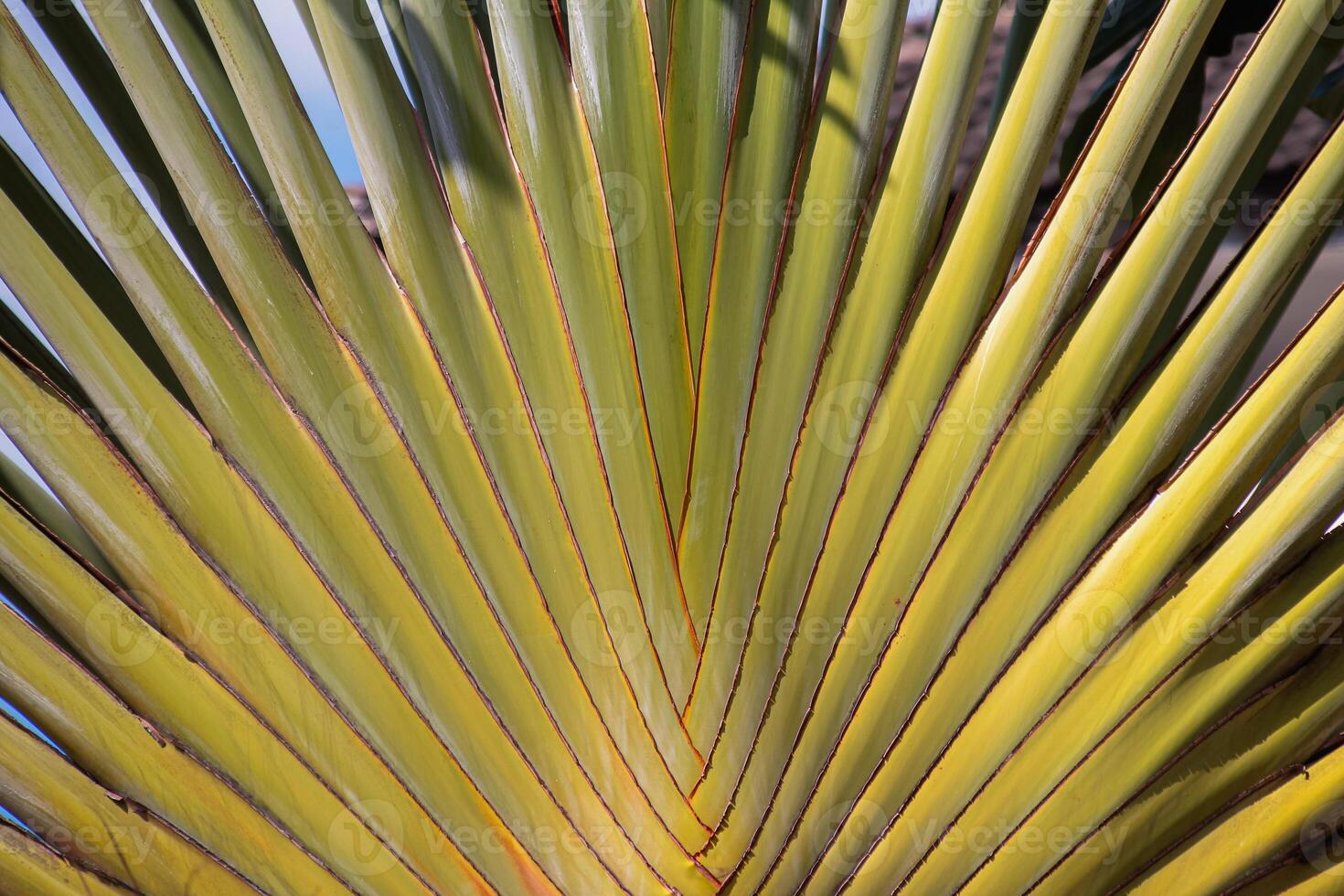 Palm trunk motifs are neatly arranged, banana plant stems photo