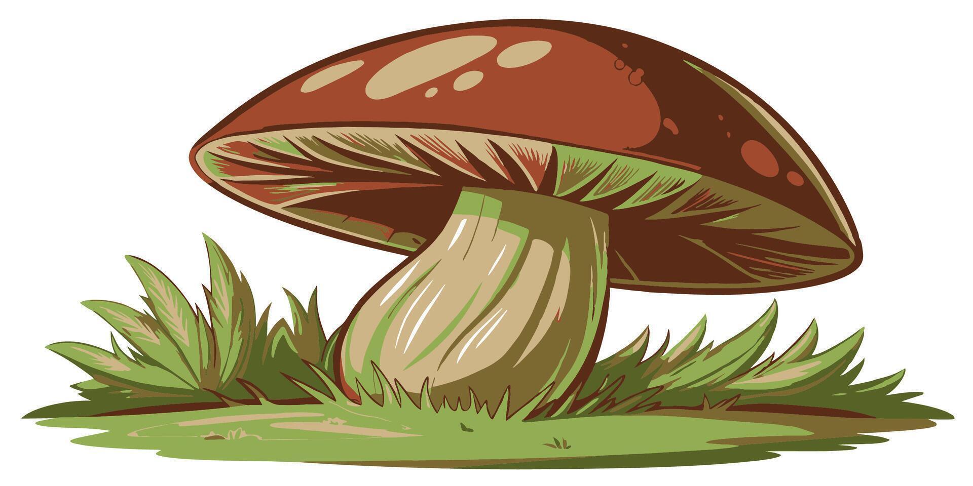 Edible mushroom. Edible mushroom on a white background. illustration vector