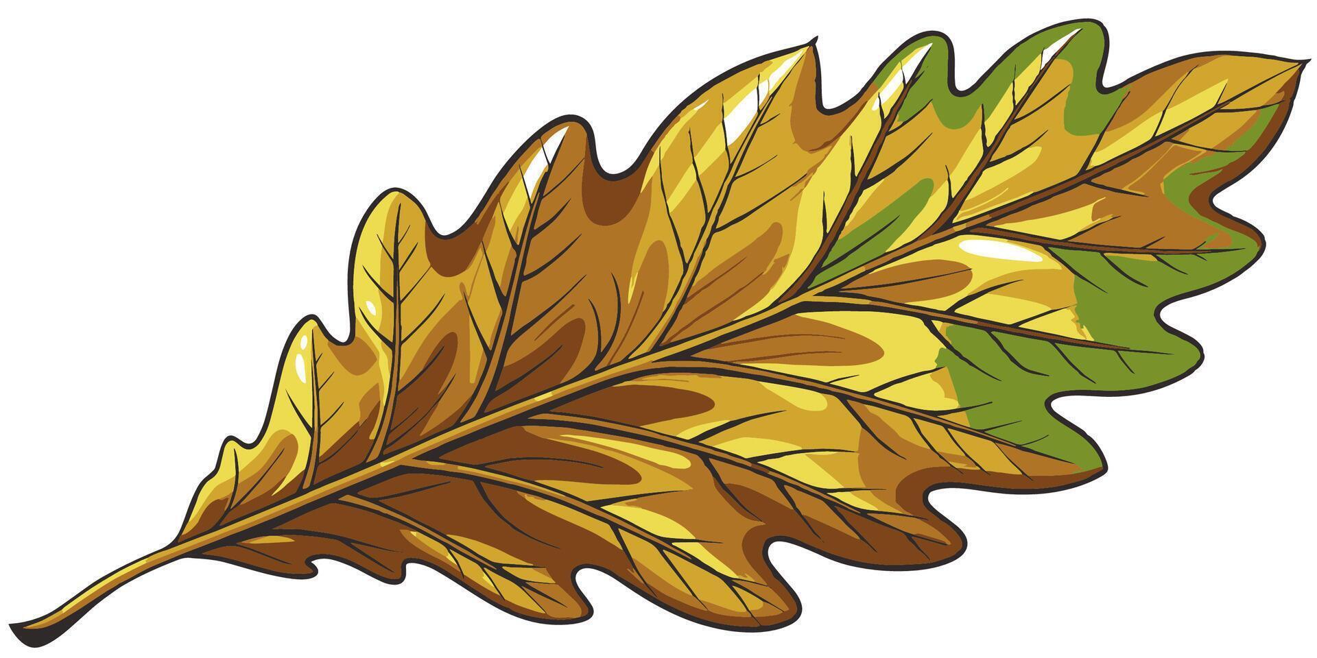 Oak leaf. Oak leaf on a white background. illustration vector