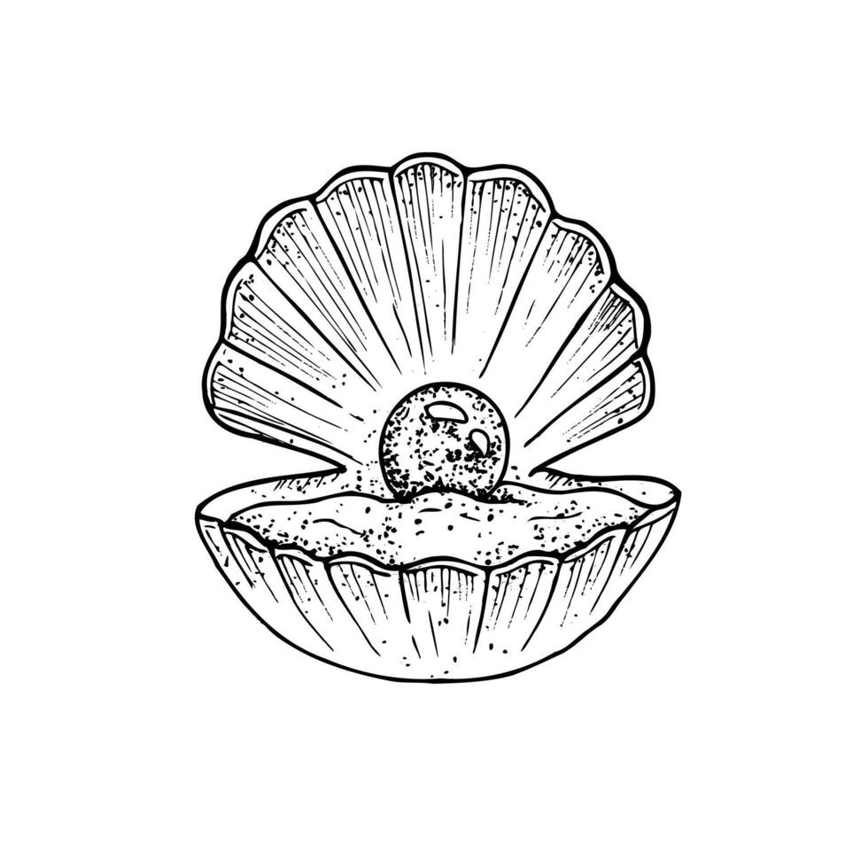 beautiful shell. Hand painted line opened oyster seashell with pearl. Graphic clip art isolated on background. Underwater illustration. For designers, invitations, decoration, postcards vector