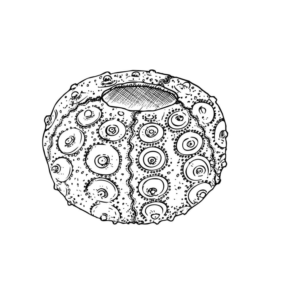 Hand painted sea urchin. Graphic tropical clip art isolated on background. illustration. For designers, invitations, decoration, postcards, wrapping paper, scrapbooking, covers . vector