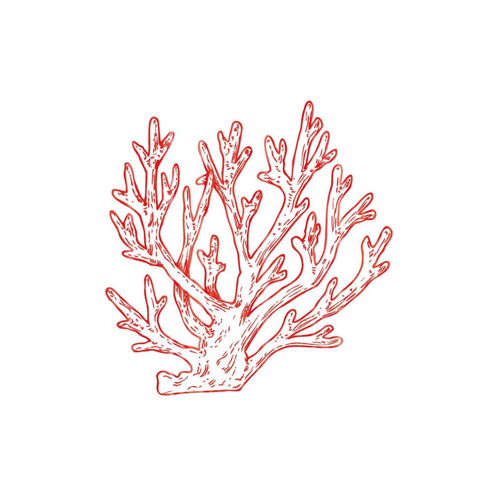 red coral. Hand painted line reef sketch. Graphic tropical clip art isolated on background. Underwater illustration. For designers, invitations, decoration, postcards, wrapping paper vector