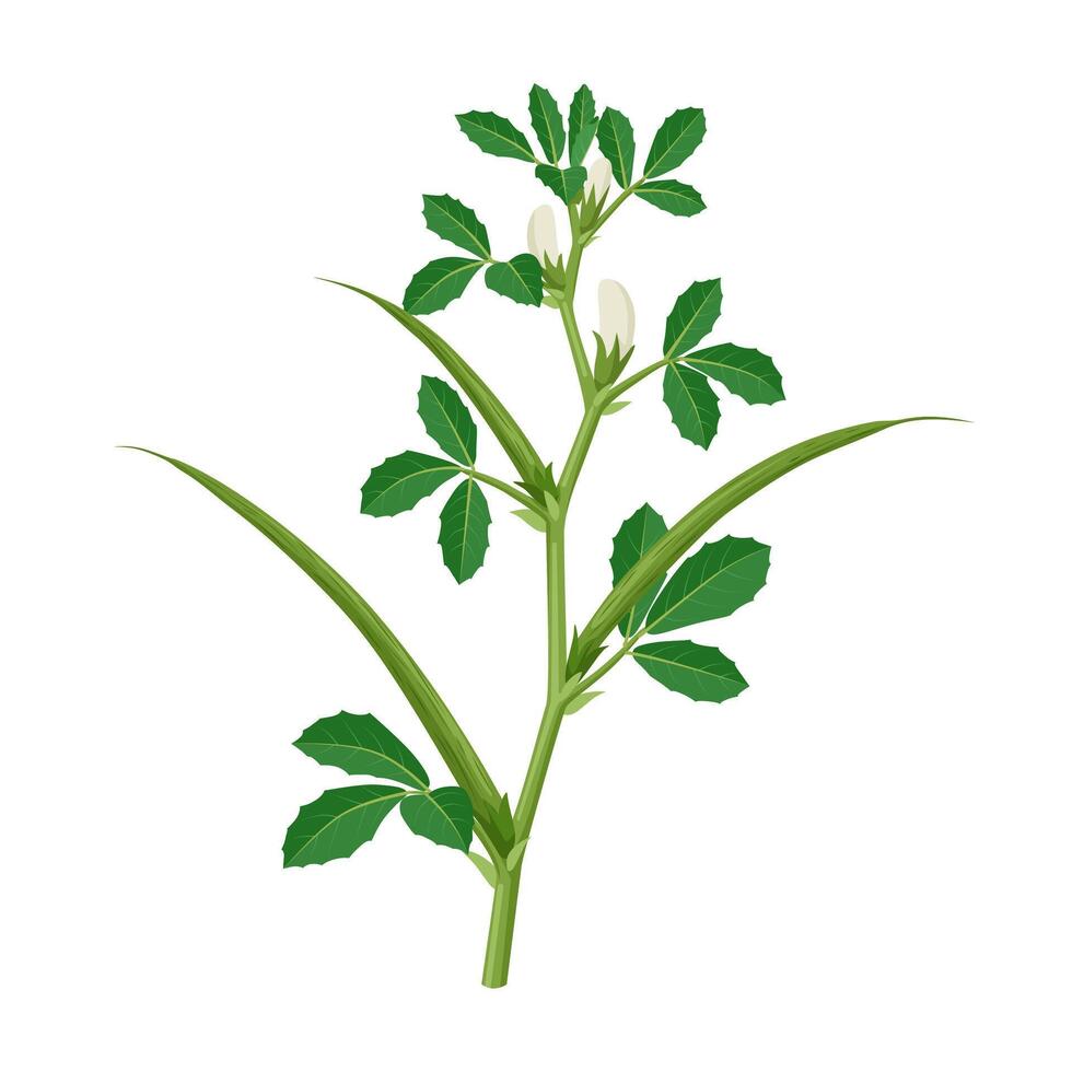Illustration of fenugreek plant, scientific name Trigonella foenum-graecu, isolated on white background. vector