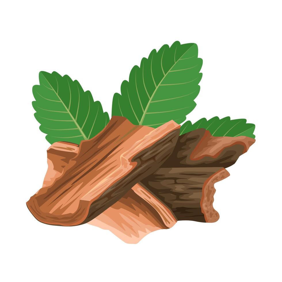 Illustration of Cuachalalate bark, with green leaves, scientific name Amphipterygium adstringens, isolated on white background. vector