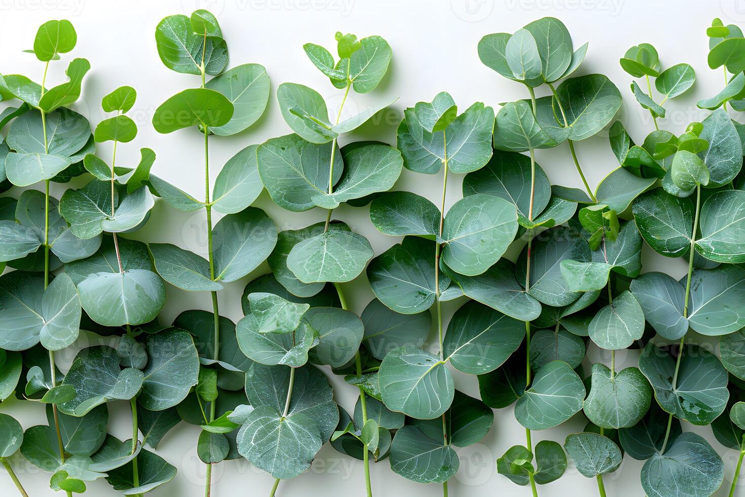 Fresh Eucalyptus Leaves on White Background - Nature, Botanical, and Home Decor Design photo