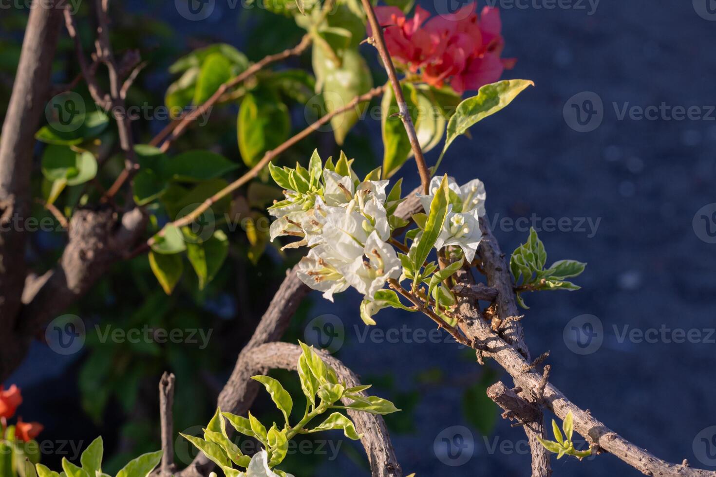 White Bougainvillea paper flower, beautiful flower with bright color photo