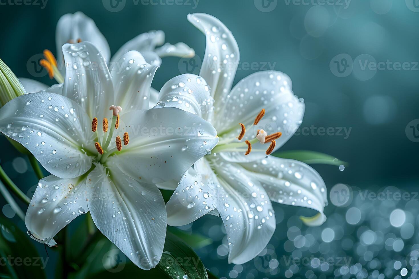 Elegant White Lilies with Dew Drops in a Bokeh Background - Perfect for Floral Art and Nature Design photo