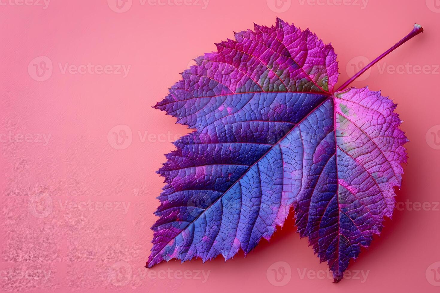 Vibrant Autumn Leaf in Gradient Magenta and Blue on Pink Background - Perfect for Seasonal Designs and Modern Decor photo