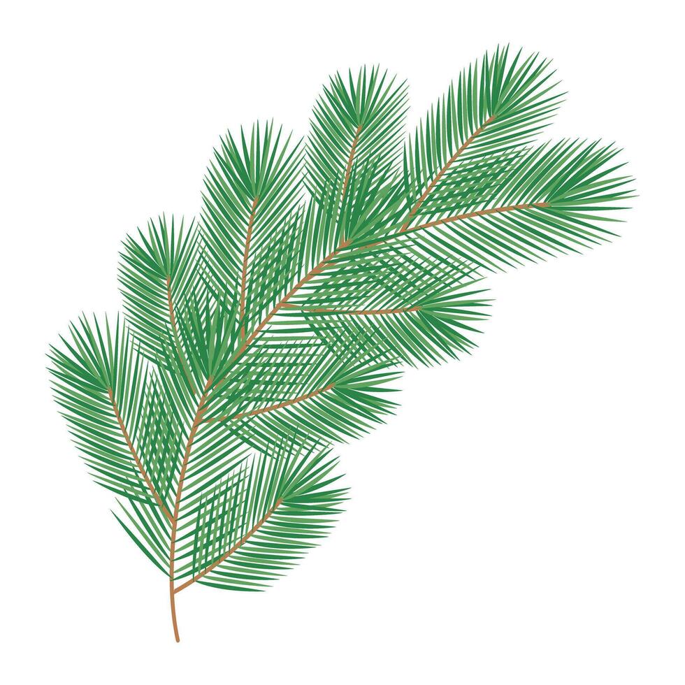 Curved Fluffy pine branch. Evergreen traditional Christmas and New Year festive decorative element. isolated on white illustration Cards, poster, flyer, leaflet, banner, brochure, label or web vector