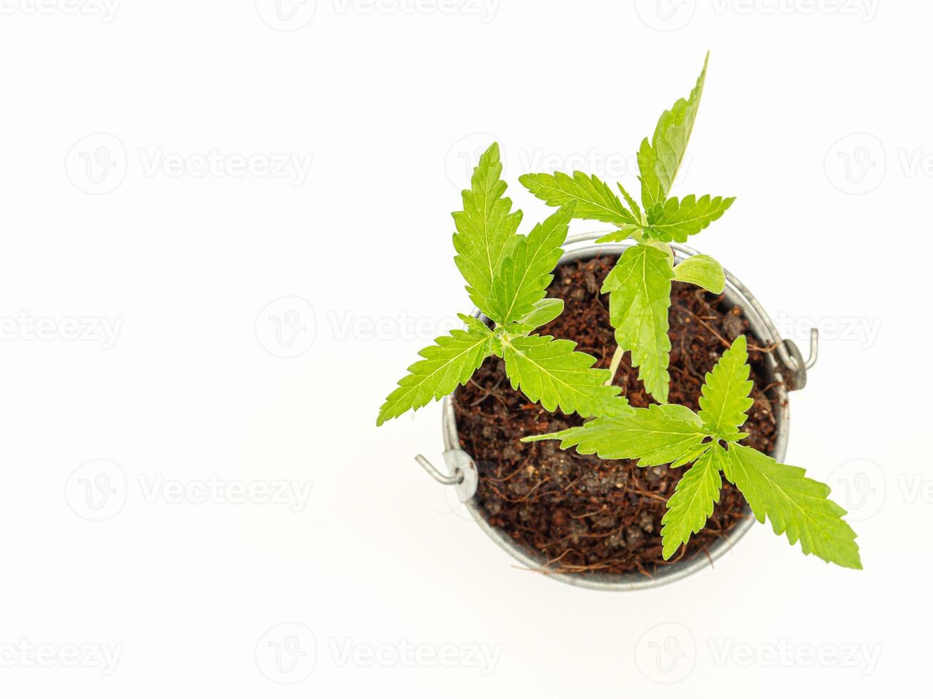 Top view of cannabis seedling growing in a potted over on a white background photo