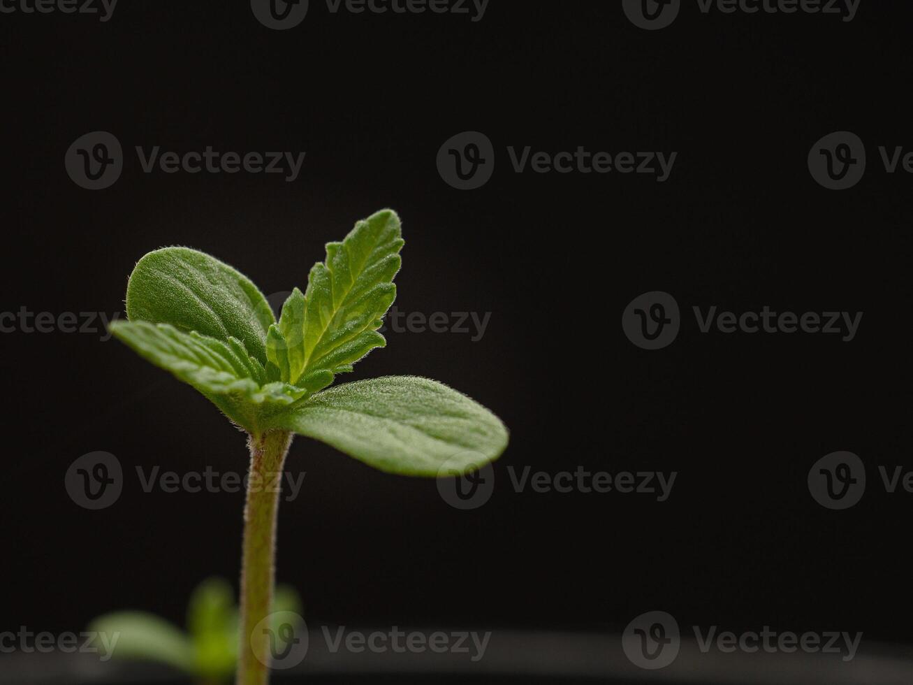 Close-up of cannabis sapling plant against a black background photo