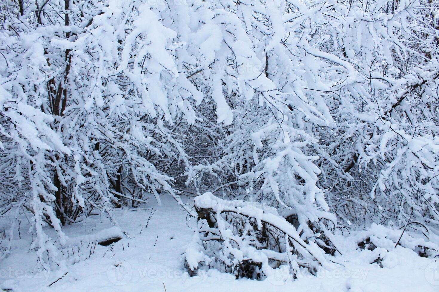Winter Landscape Trees in Snow. The trees are beautifully sprinkled with snow after the snowfall. Snowy winter landscape photo