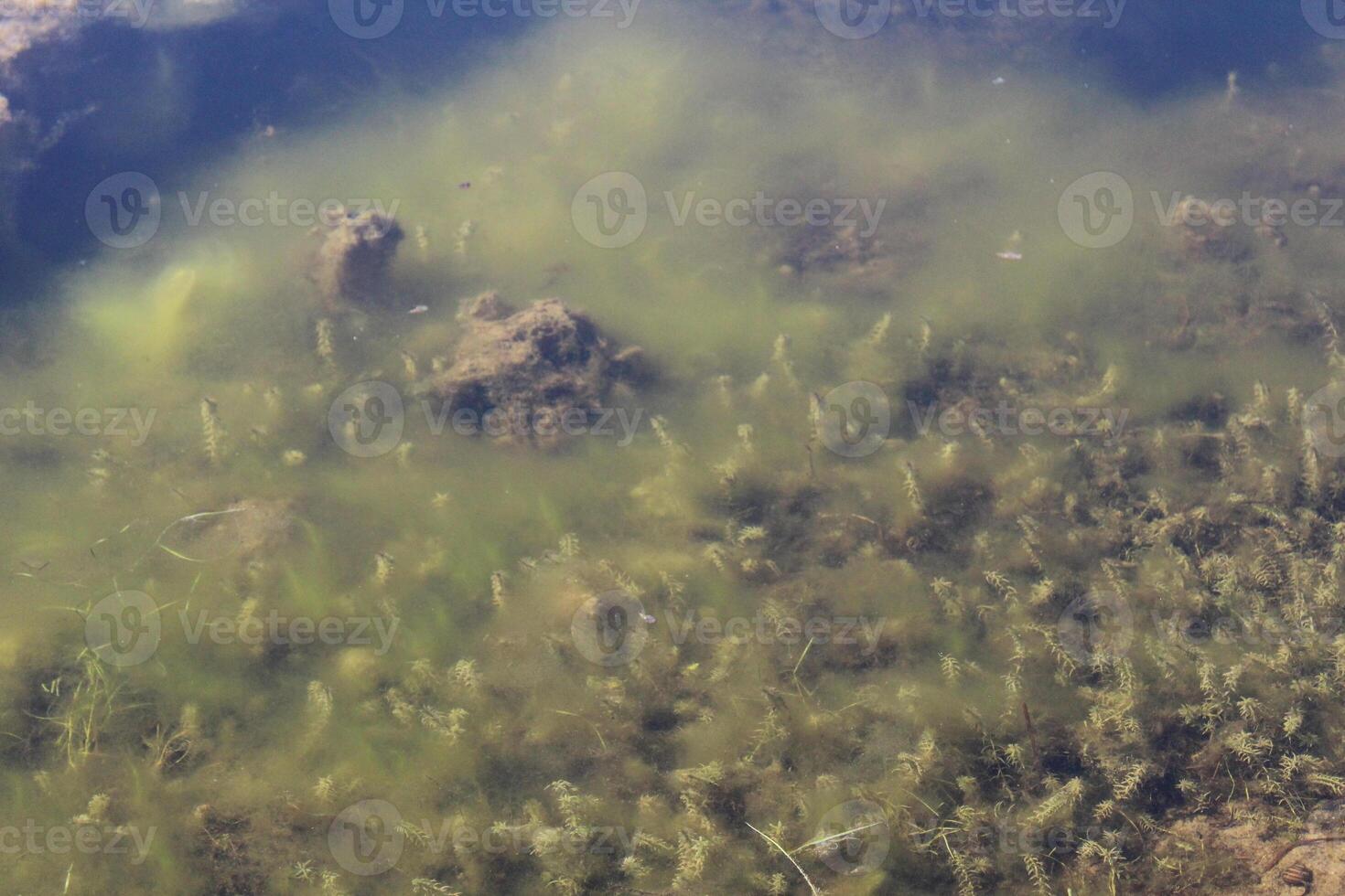 Flowering water swamp mold algae in the water photo