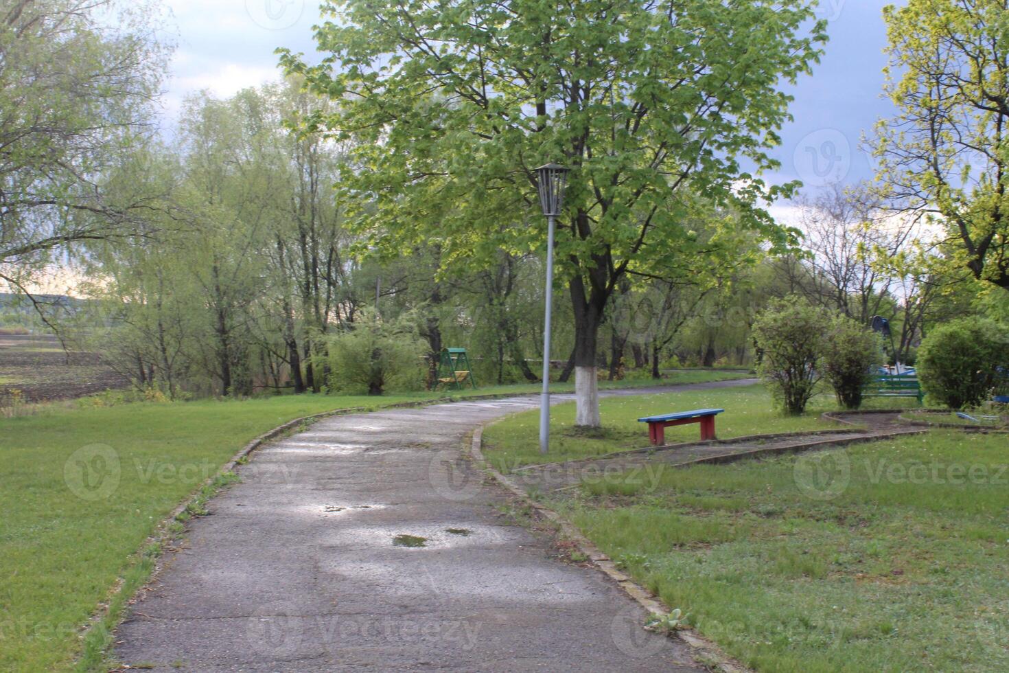 wet paved road in the park in the summer on the right there is a bench and a green tree photo