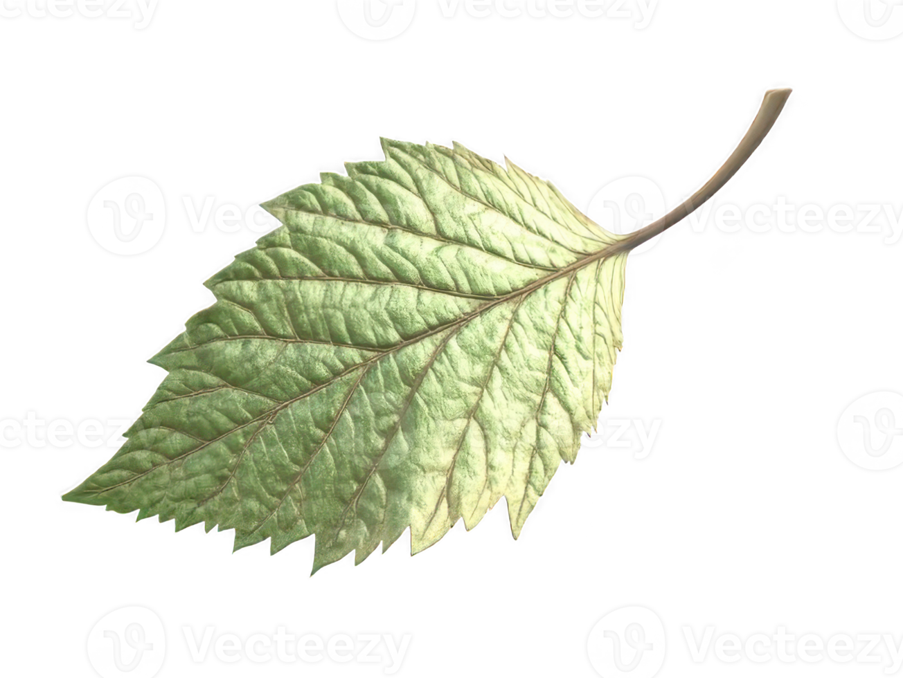 leaves. transparent background png