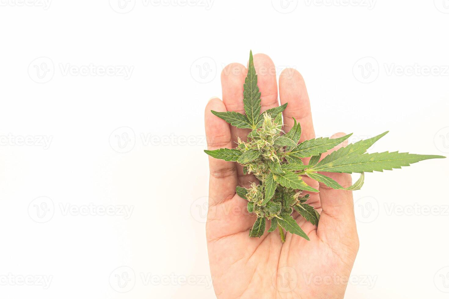 Close-up of a marijuana buds flower on the palm over white background. Cannabis can help manage chronic pain, nausea, and vomiting resulting from chemotherapy treatment. Medical and business concept photo