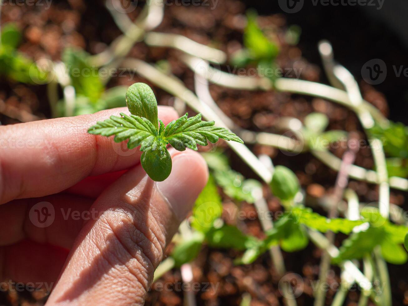 Hand holding of fresh cannabis sapling plant in the garden photo