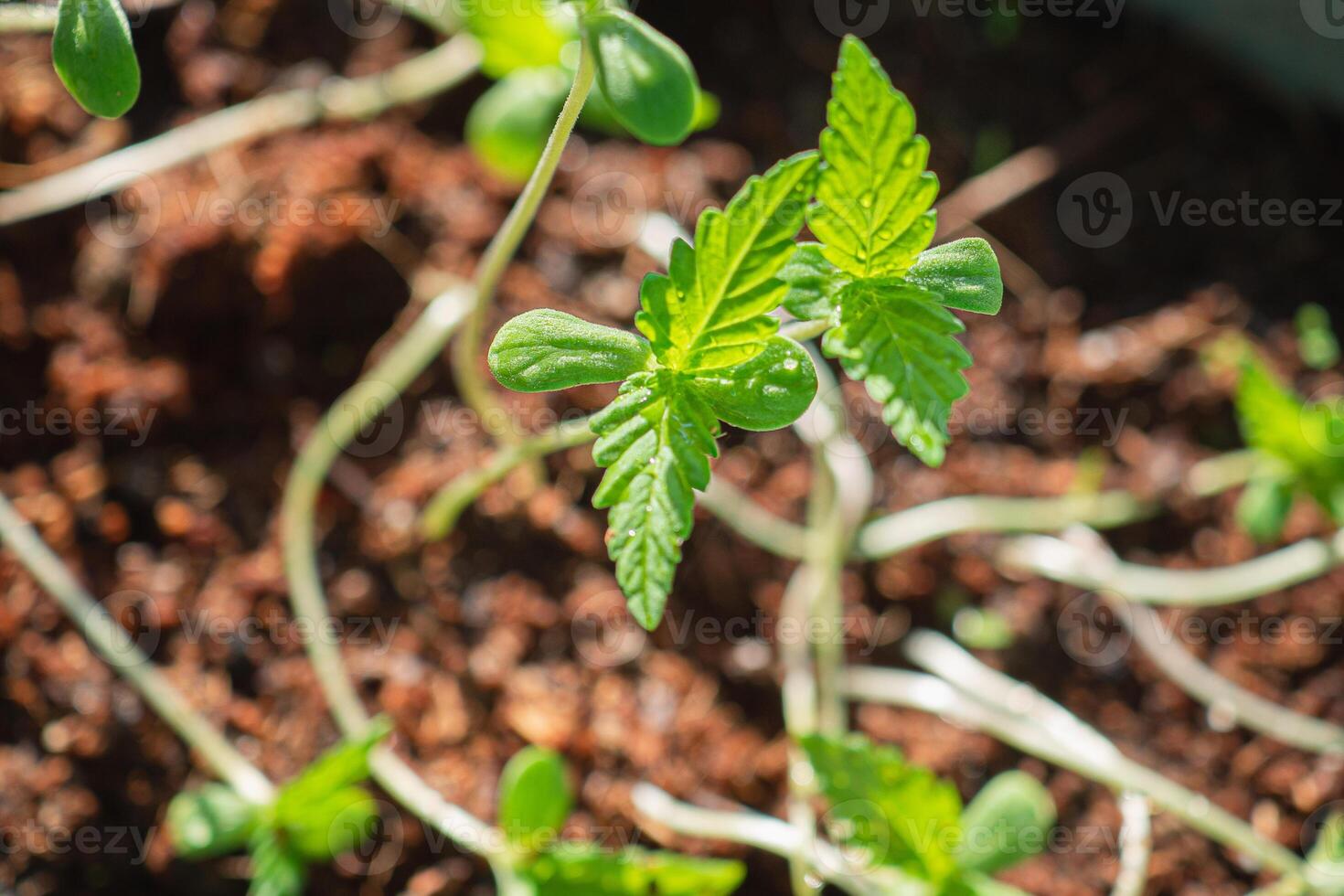 Close-up of fresh cannabis sapling plant in the garden photo