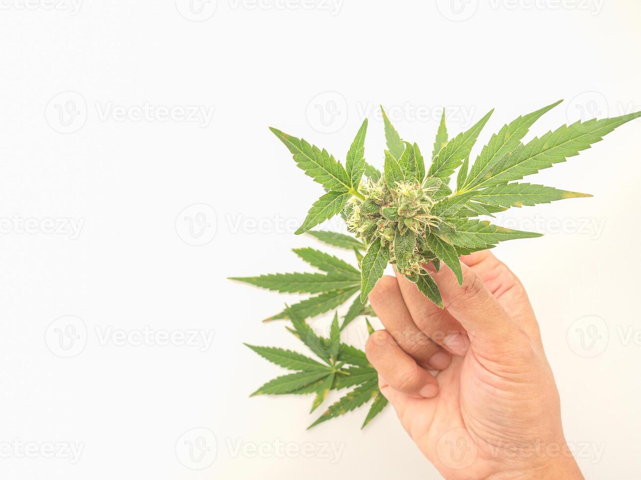 Hand holding of a marijuana buds flower over white background photo
