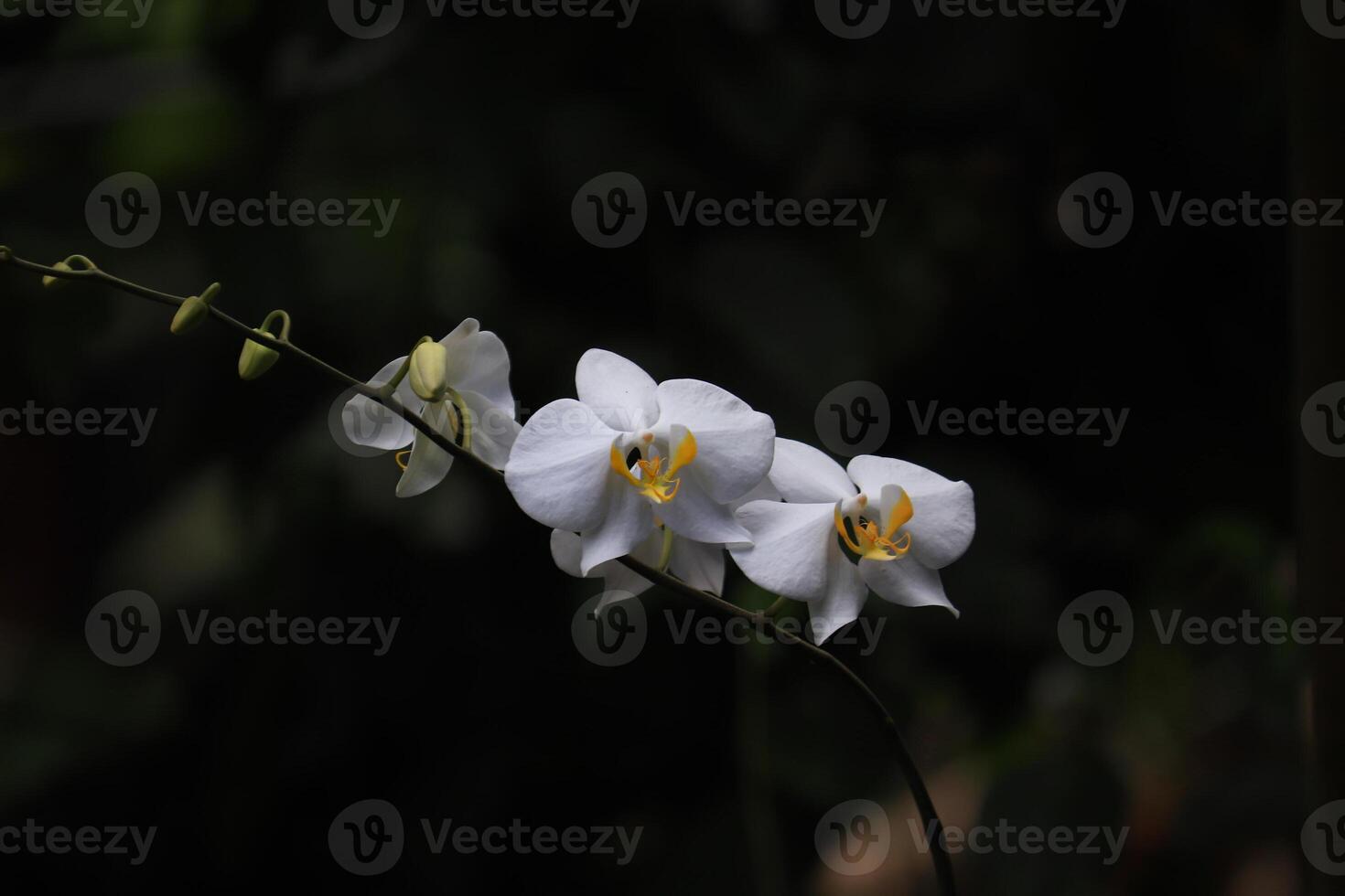 White Orchid Elegance photo