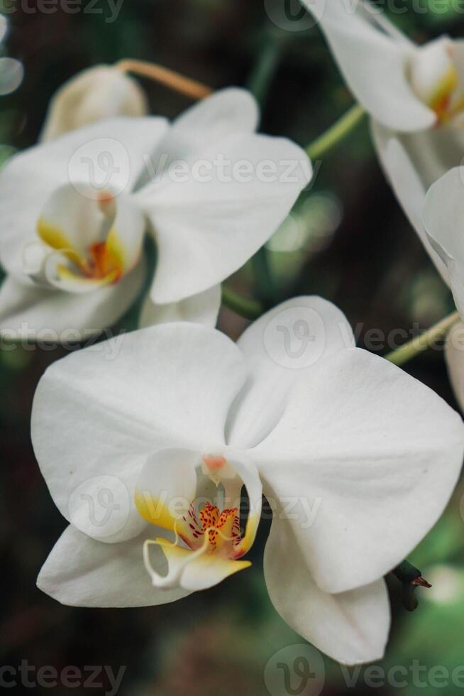 White Orchid Blooms photo