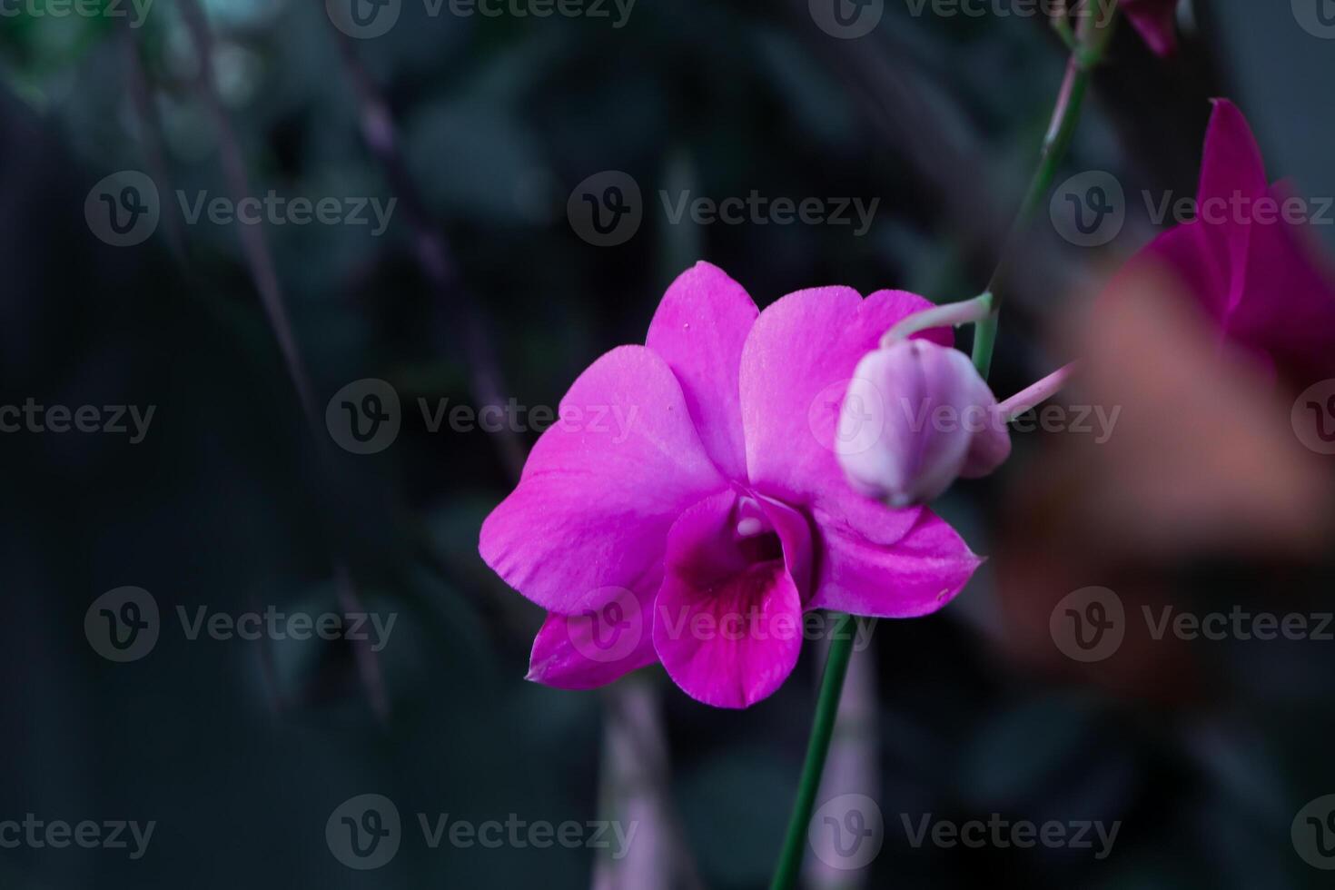 Pink Orchid in Full Bloom photo