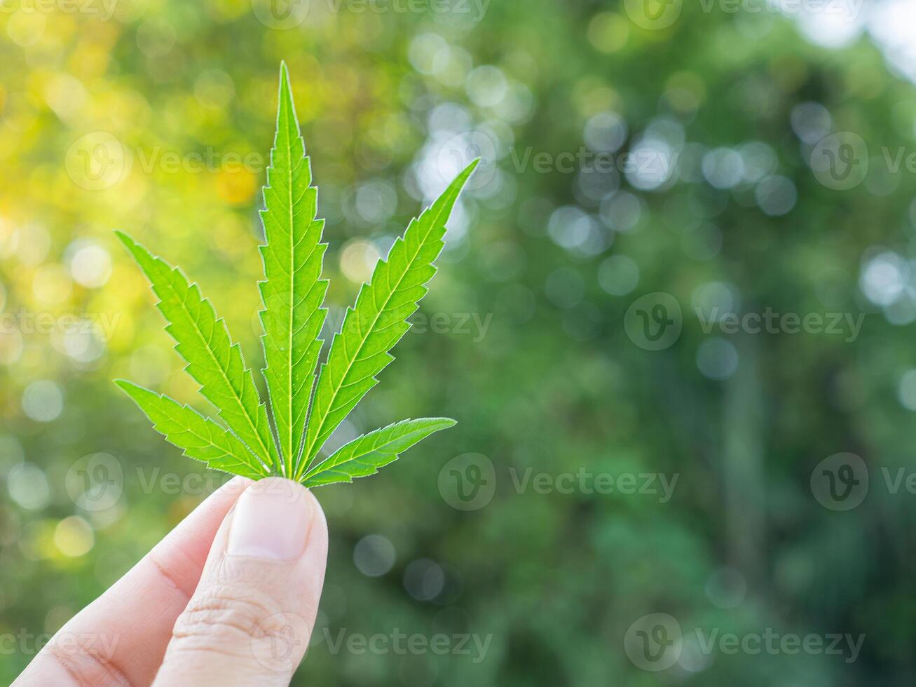 Close-up of hand holding cannabis leaf with tree background. The texture of marijuana leaves. Concept of cannabis plantation for medical and business photo