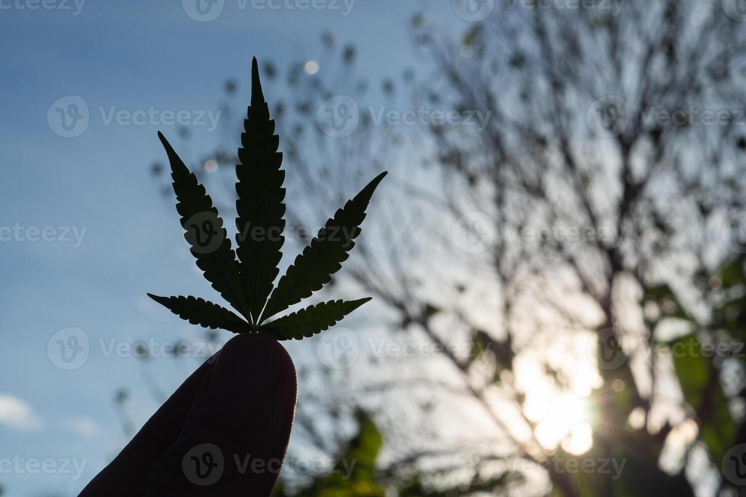 Hand of holding cannabis leaf with the sky background. Silhouette photo with copy space for text. Concept of cannabis plantation for medical