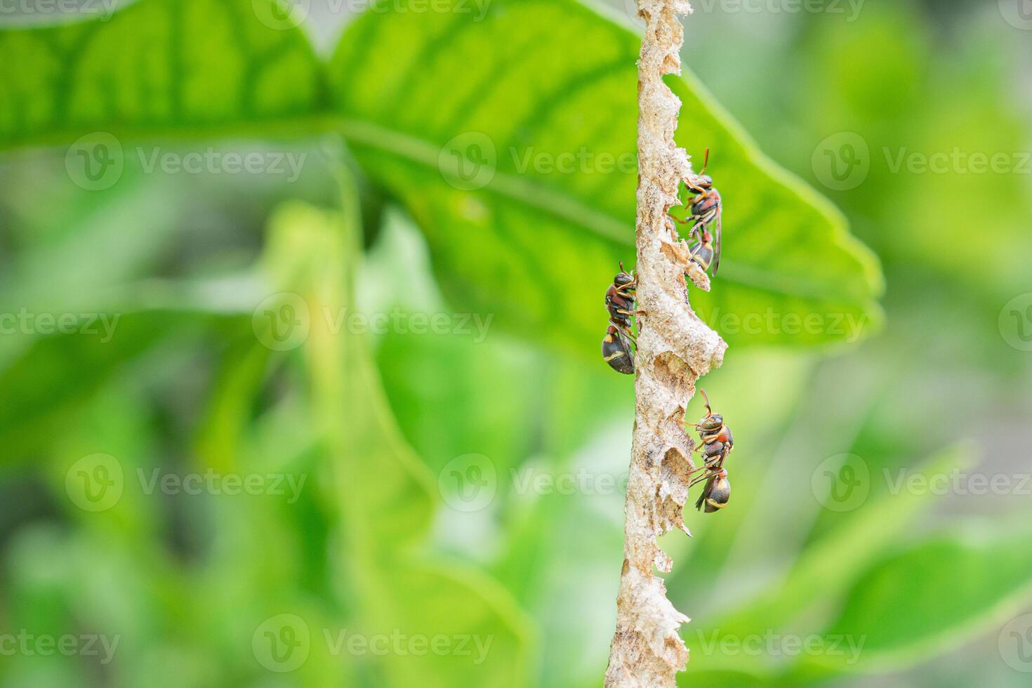 Close-up of Asian hornet or a paper wasp perches and is active in its nest hanging on the tree in the backyard photo