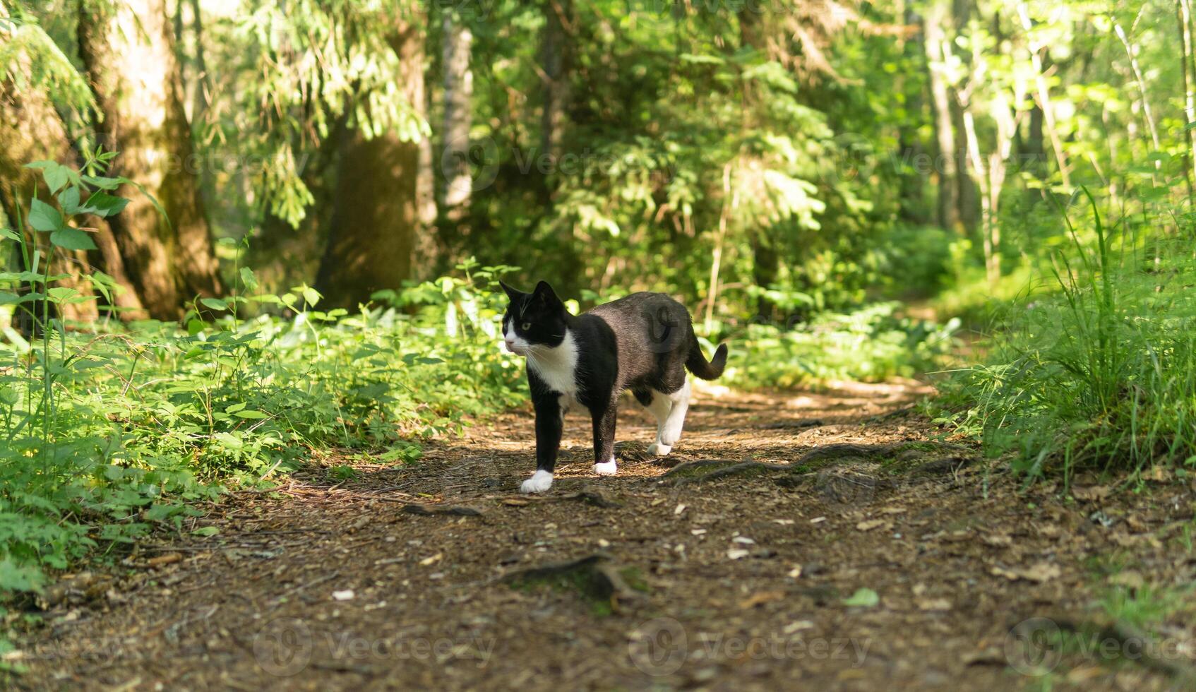 cat walks along a forest path photo