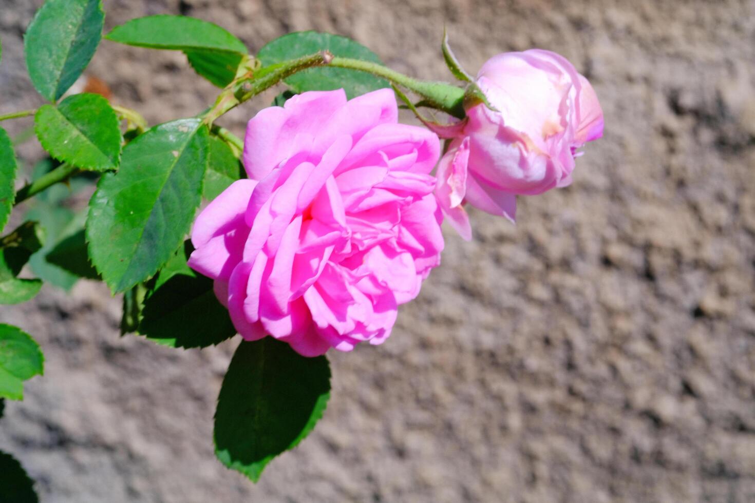 Flower background of Pink roses in the morning. Textured Details. Wallpapers Backgrounds. Wild Flora. Home Garden Scenery. Abstract Photography Concepts photo