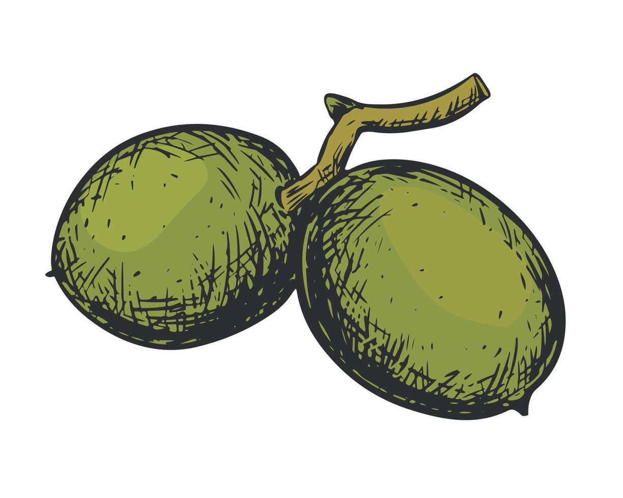 Walnuts hand drawn. Branch with leaves and ripe nuts. illustration in color engraving technique. Ingredient for nut paste, oil, Nocino liqueur. For packaging design. Linear ink drawing. vector