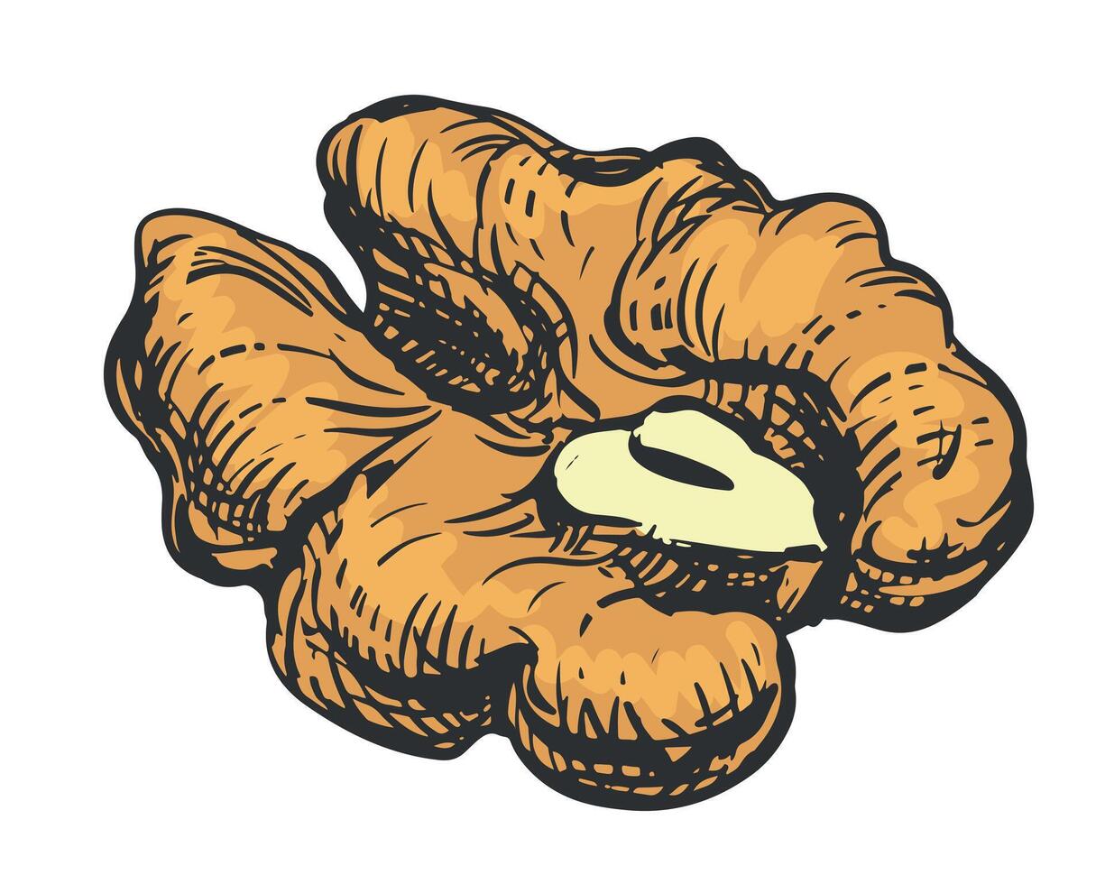 Walnut, half of nut. illustration in color engraving technique on white background. Linear ink drawing for label template, packaging, farm product emblem. vector