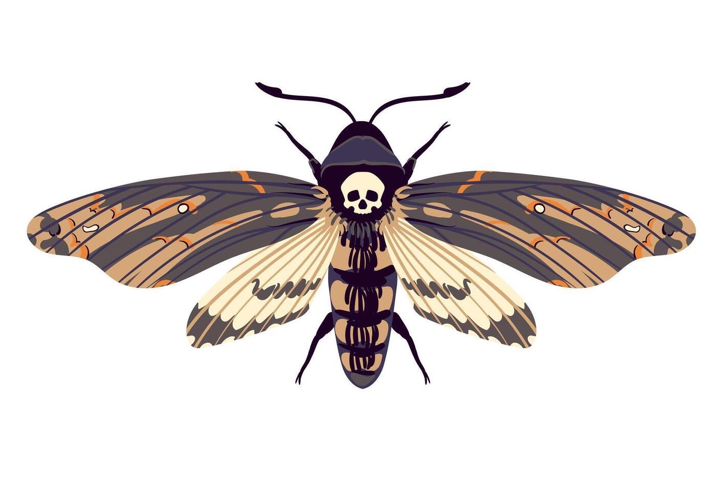 flying butterfly. Hawk moth Dead head . Symbol of mysticism, occultism, magic. Colored moth on a white background. vector