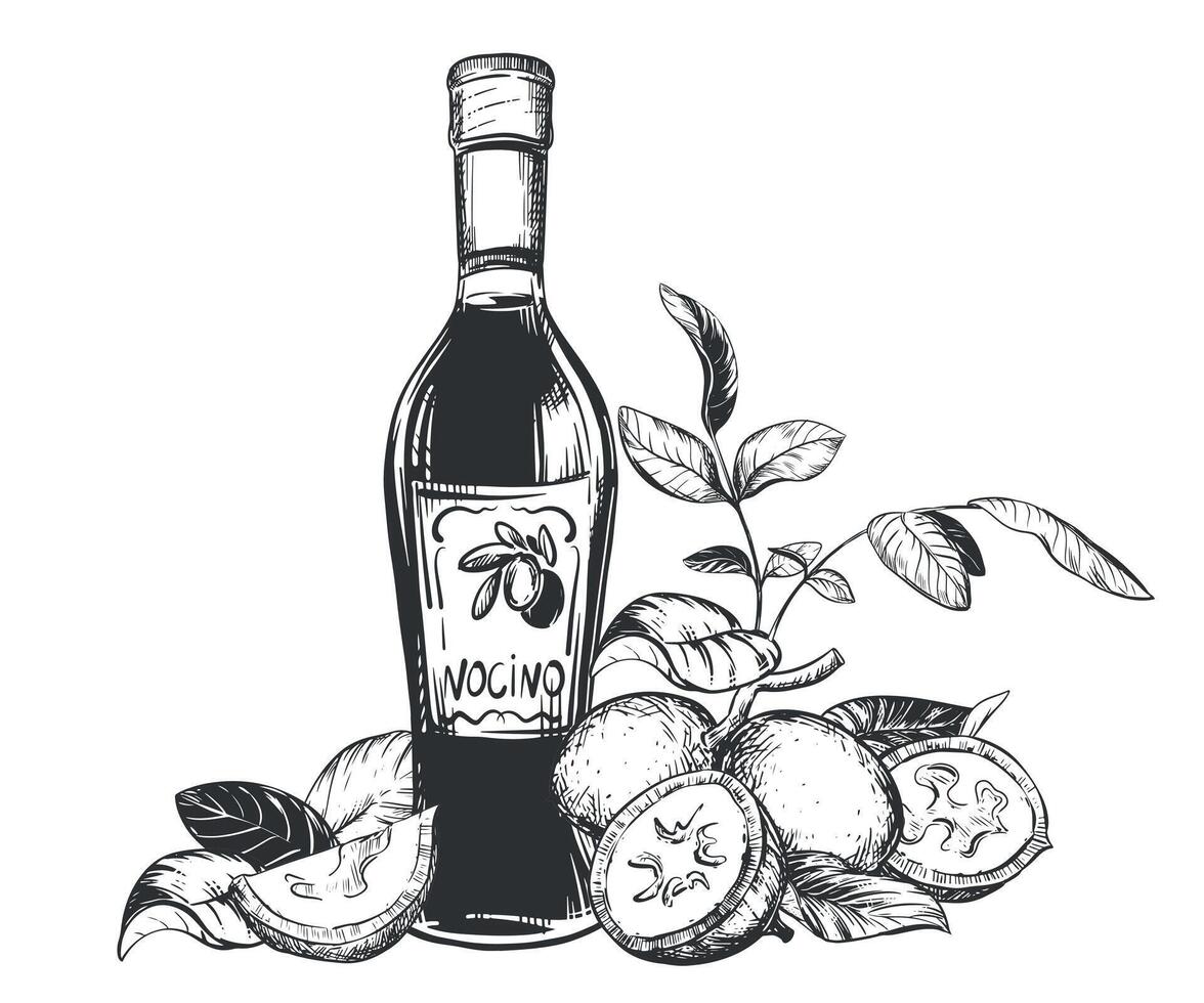 Walnut composition in engraving technique. Unripe walnut seeds whole and halves, leaves and branches. bottle of Italian liqueur Nocino. Linear sketch in black ink on white background. vector