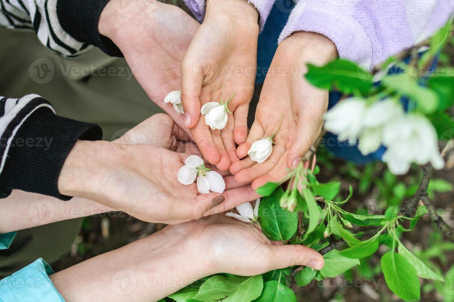 Family Holding White Petals of flowers apple trees in Their Hands in sunlight, top view. photo